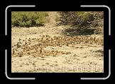 Bee's nest - eastern Sierras * 1728 x 1152 * (1.11MB)